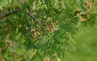 Особенности осенней посадки туи