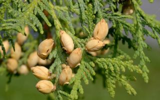 Мероприятия по уходу за туей осенью