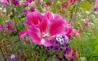 Годеция в вашем саду. Посадка, уход, размножение