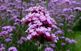 Вербена многолетняя. Виды и сорта