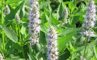 Лофант – растение с большим будущим