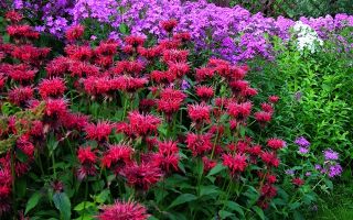 Монарда: целебные свойства, правила грамотной посадки, выращивания и лечения