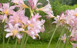 Попробуйте вырастить ликорис в вашем саду