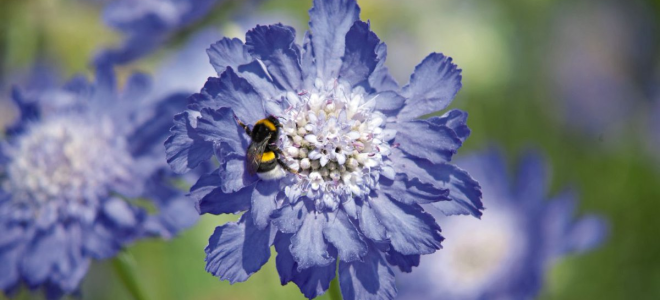 Скабиоза: посадка, уход и все тонкости применения в ландшафтном дизайне