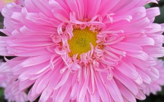 Астры: посадка и уход в открытом грунте