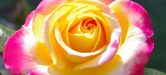 Парковые розы: аристократизм и ностальгическая изысканность вашего сада