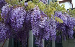 Глициния. Выращиваем лиловую сказку