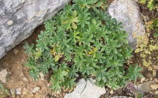 Ажурная манжетка в вашем саду. Посадка, уход, размножение