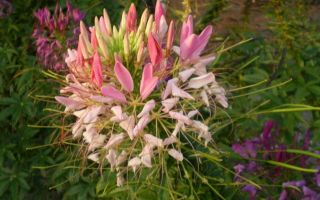 Клеома. Цветок – салют в вашем саду. Посадка, уход, размножение