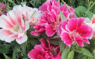 Годеция. Выращивание из семян, когда и как сажать