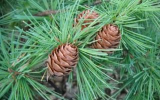 Растение для парадного места в вашем саду