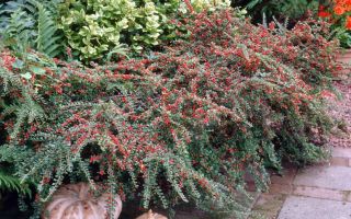 Кизильник горизонтальный: посадка и уход