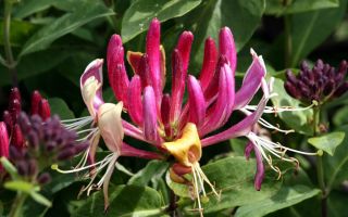 Посадка жимолости осенью