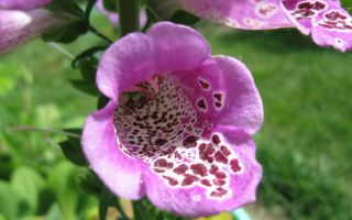 Наперстянка – ведьмин цветок