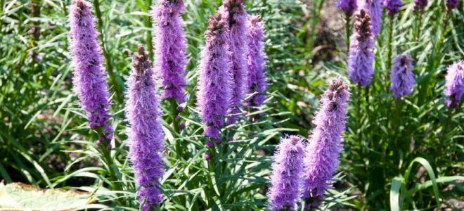 Многолетник лиатрис. Посадка, уход, размножение