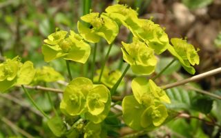 Этот многолетник встретишь по всему земному шару