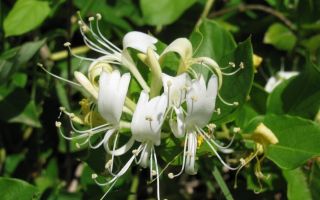 Уход за жимолостью осенью и подготовка к зиме