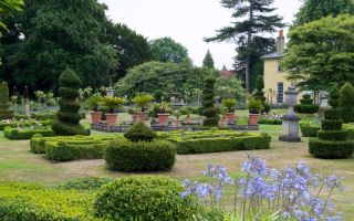 Барашек из бузины или основы топиарного искусства