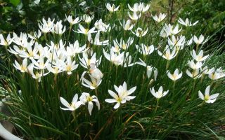 Зефирантес – цветок западного ветра. Как ухаживать в домашних условиях