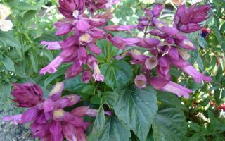 Сальвия – самая эффектная из всех ролей шалфея