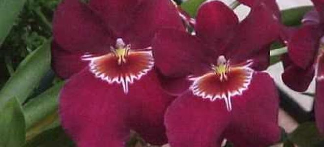 Катарантус: посадка, уход и выращивание в садовых и домашних условиях