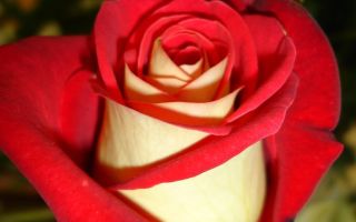 Чайно-гибридные розы: популярные сорта и как правильно ухаживать за стойкими красавицами