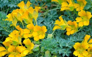 Настурция посадка и уход в вашем саду