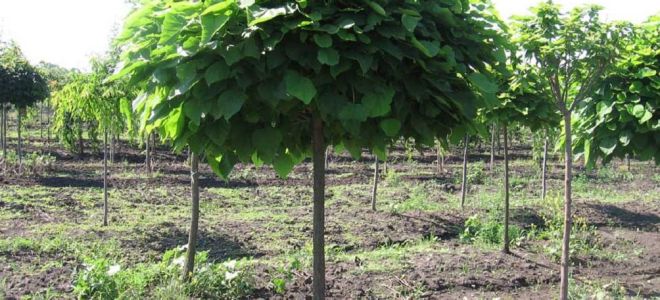 Катальпа: полезные свойства и как с ее помощью преобразить свой сад до неузнаваемости