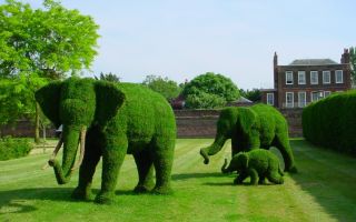 В чем ценность грамотной обрезки растений