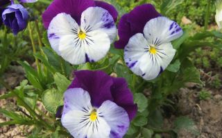 Фото популярных сортов садовой фиалки