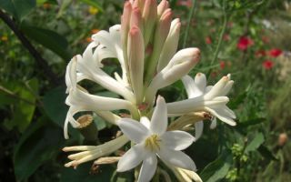 Тубероза – блестящий цветок