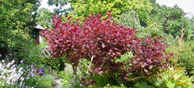 Скумпия – райское облако в вашем саду