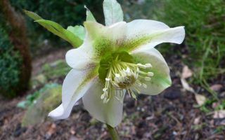 Морозник посадка и уход и размножение