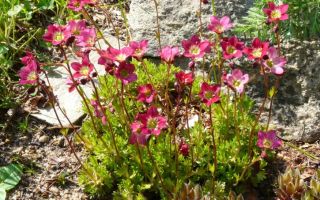 Камнеломка – растение разбивающее скалы