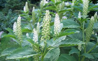 Экзот из Африки – лаконос