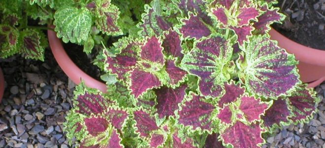 Как вырастить колеус в открытом грунте. Посадка и уход