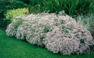 Гипсофила многолетняя. Посадка и уход в саду