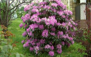 Рододендроны. Морозоустойчивые сорта в ландшафте сада