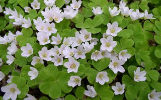 Кислица в вашем саду. Посадка, уход, размножение