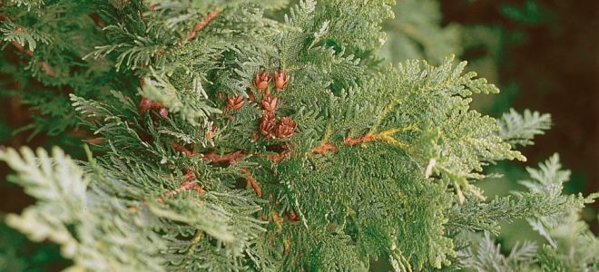 Как вырастить тую из черенка