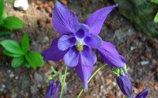 Аквилегия – нежное украшение для тенистого уголка вашего сада