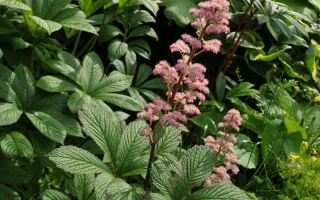 Роджерсия: сорта растения, выбор правильной почвы и тонкости ухода