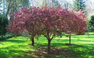 Райский сад в царстве холода