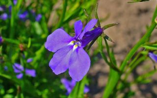 Декоративная лобелия. Выращивание из семян, посадка и уход