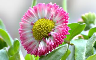 Россыпь жемчужин в вашем саду – маргаритки многолетние. Посадка, уход, размножение