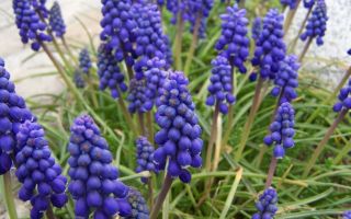 Декоративный мускари. Посадка и уход в вашем саду