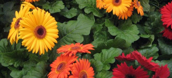 Герберы: посадка и уход в саду