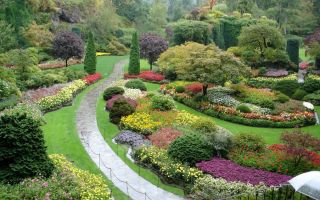 Что делать с сорняками на загородном участке