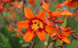 Жар Птица на вашей даче. Удивительная крокосмия