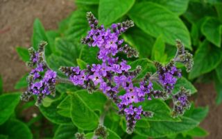 Гелиотроп. Посадка, уход, размножение